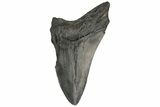 Partial, Fossil Megalodon Tooth #189893-1